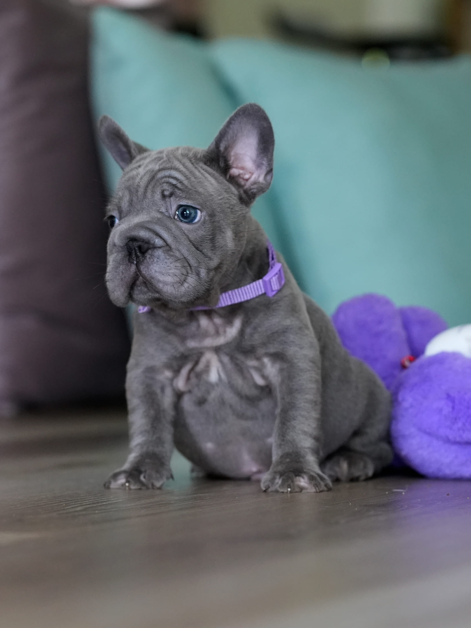 Male Blue French Bulldog Puppy gallery image 4 showing the puppy detail listing