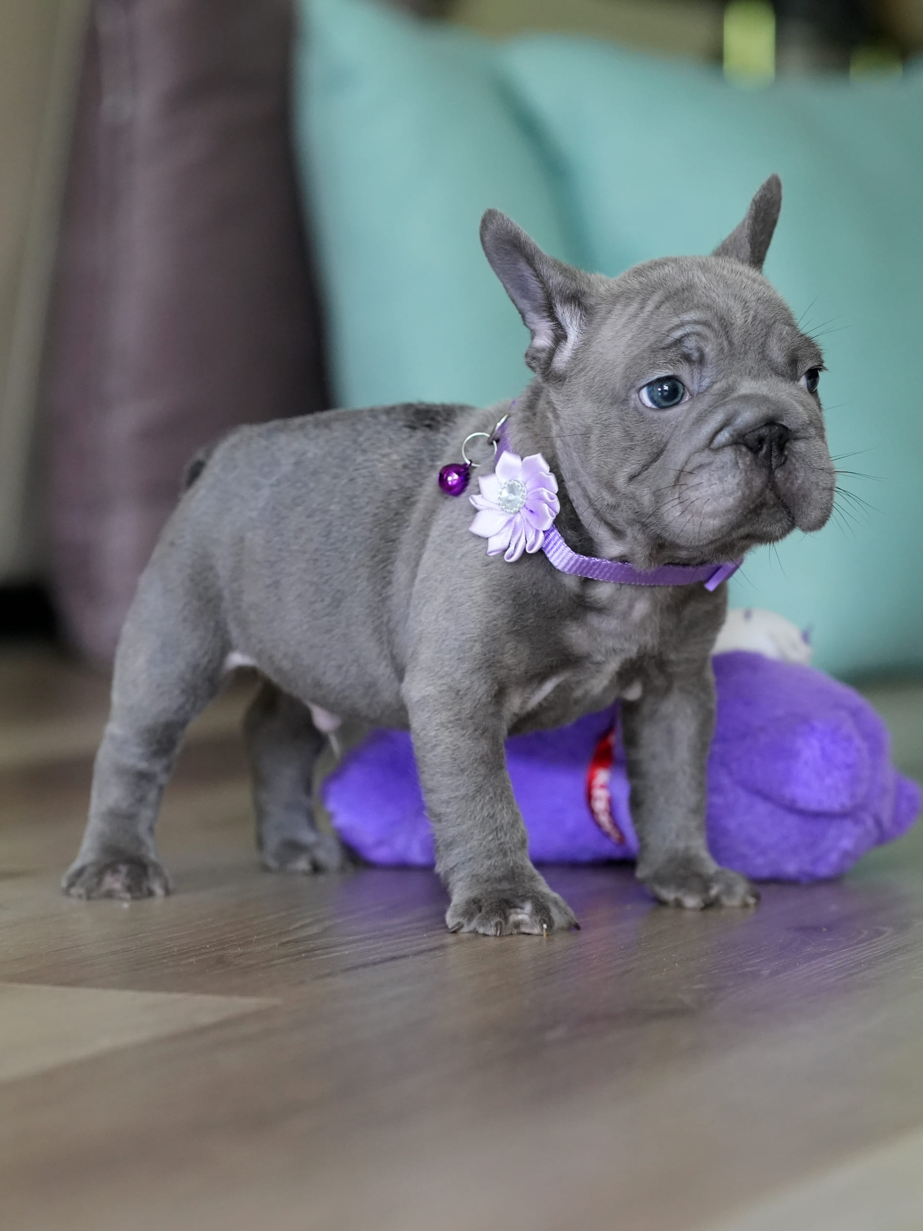 Male Blue French Bulldog Puppy gallery image 5 showing the puppy detail listing