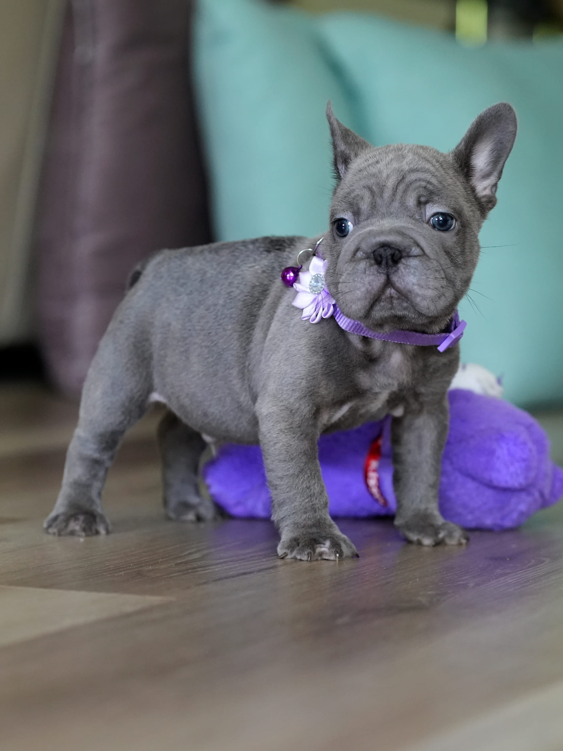 Male Blue French Bulldog Puppy gallery image 6 showing the puppy detail listing