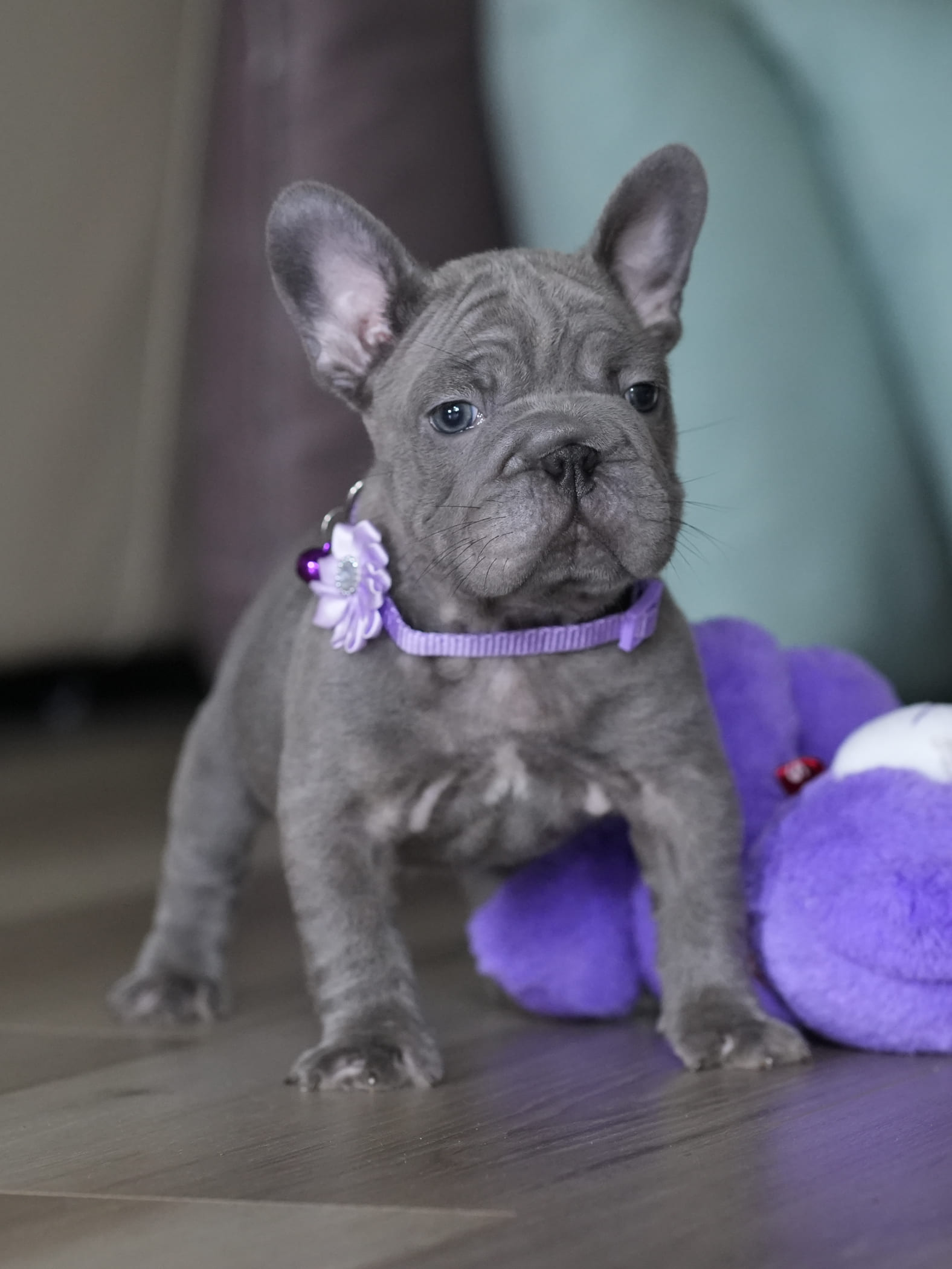 Male Blue French Bulldog Puppy gallery image 7 showing the puppy detail listing