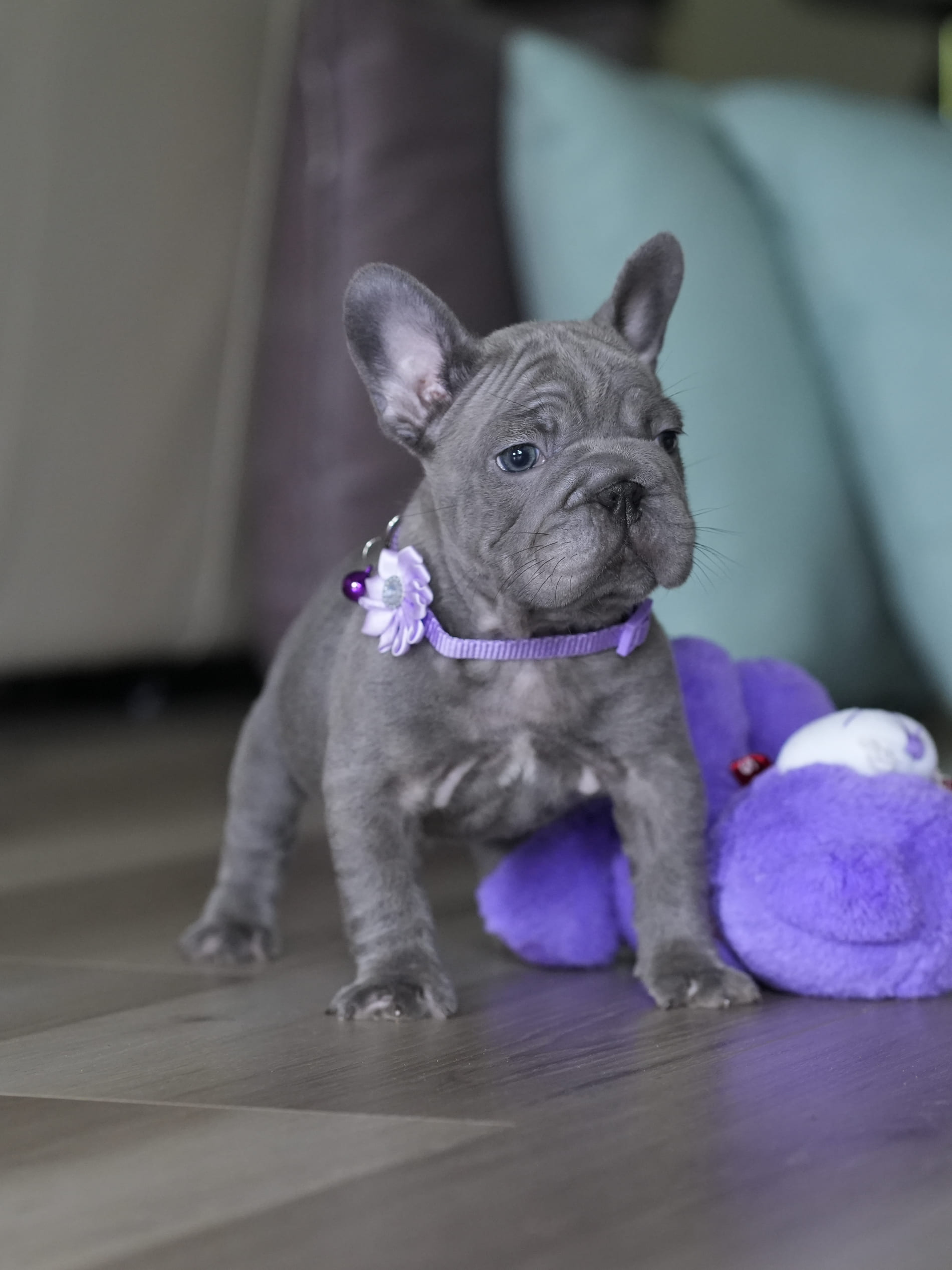 Male Blue French Bulldog Puppy gallery image 8 showing the puppy detail listing