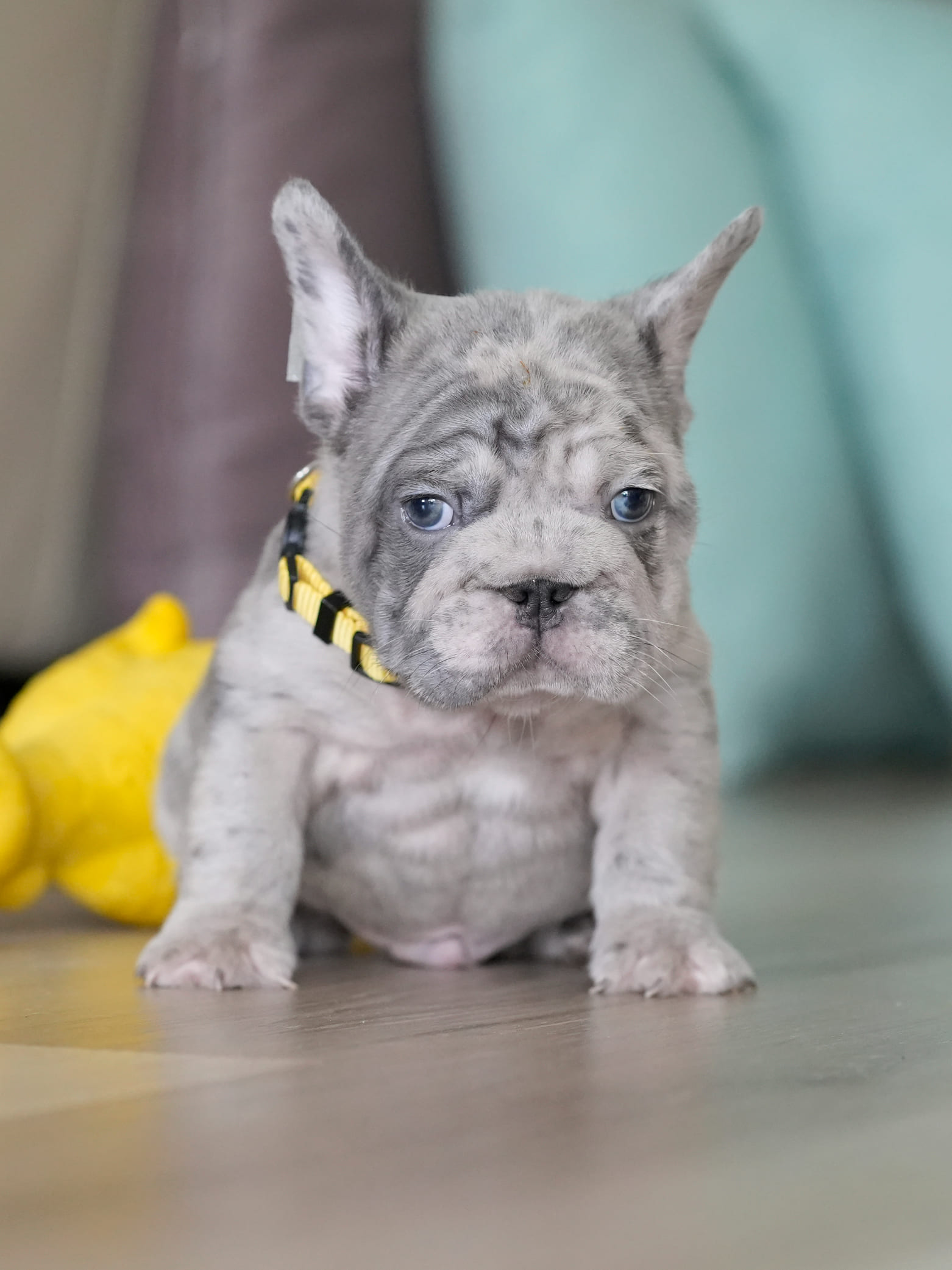 Male Blue Merle French Bulldog Puppy gallery image 1 showing the puppy detail listing