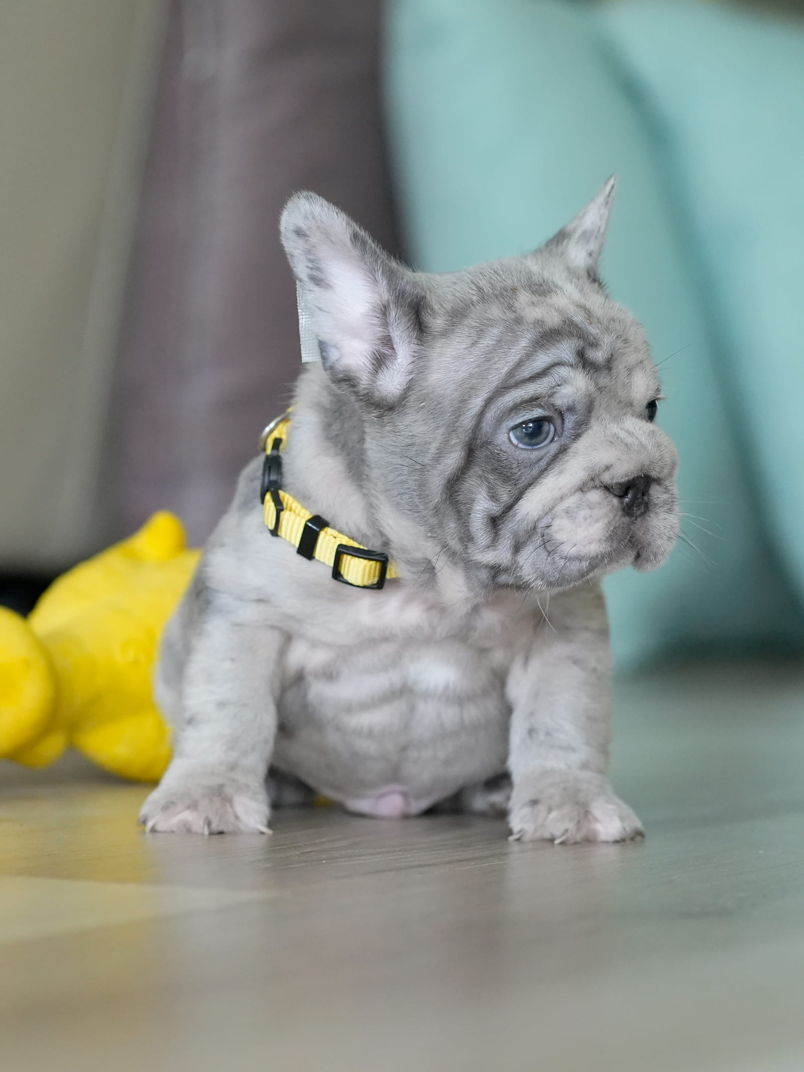 Male Blue Merle French Bulldog Puppy gallery image 2 showing the puppy detail listing