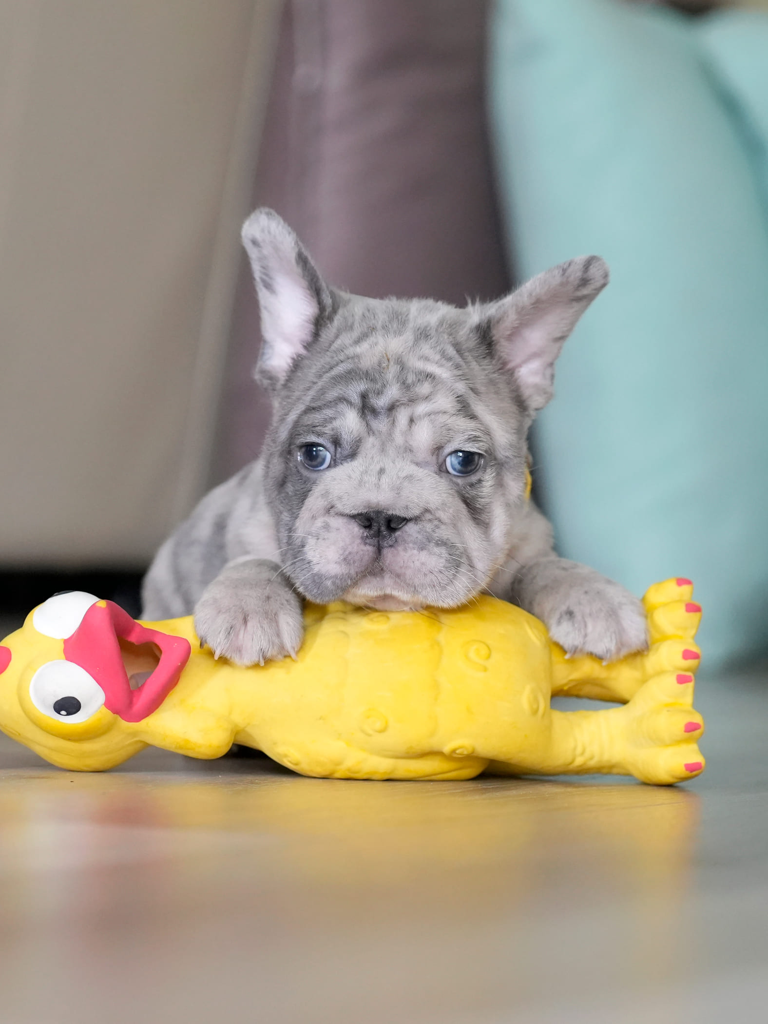 Male Blue Merle French Bulldog Puppy gallery image 3 showing the puppy detail listing