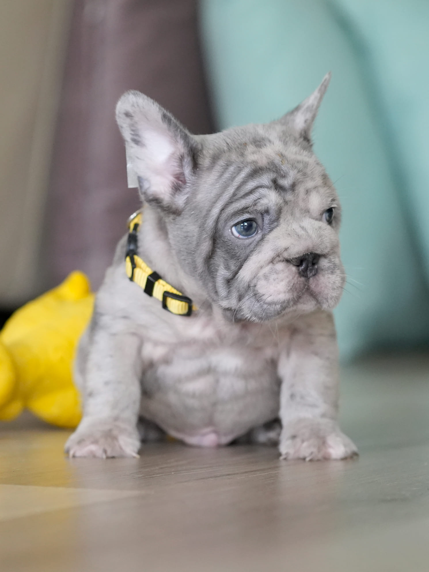 Male Blue Merle French Bulldog Puppy gallery image 4 showing the puppy detail listing