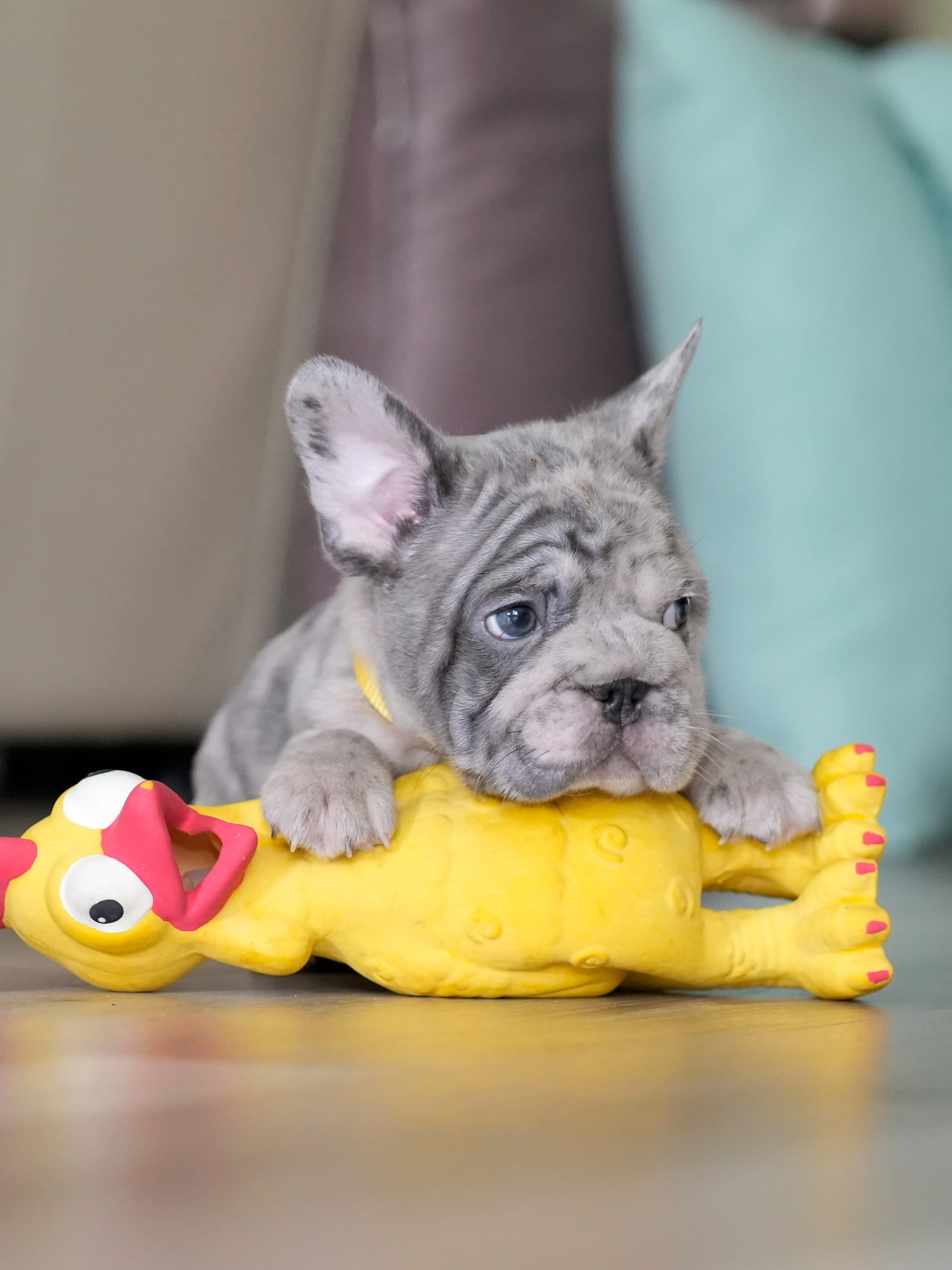 Male Blue Merle French Bulldog Puppy gallery image 5 showing the puppy detail listing