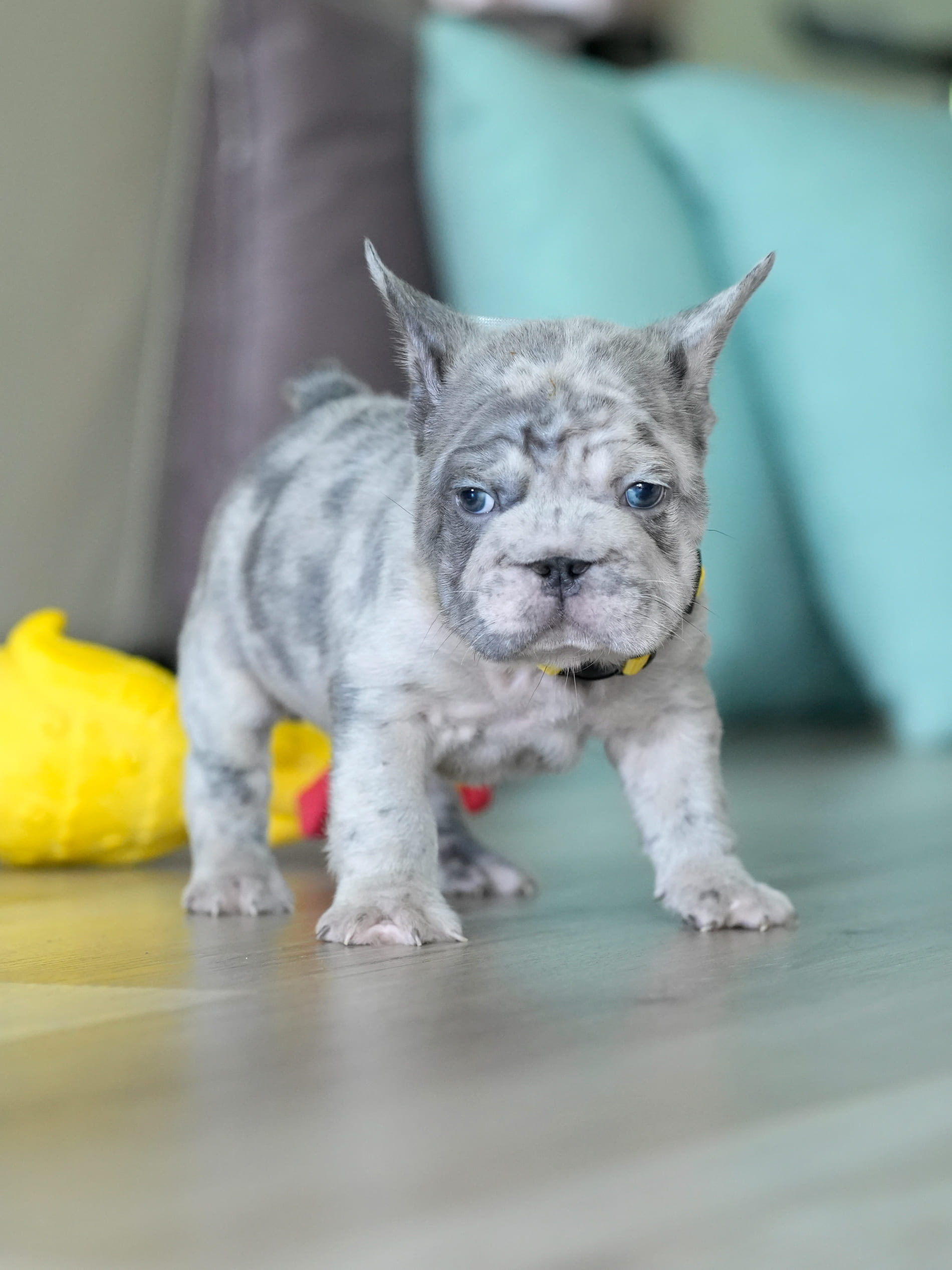Male Blue Merle French Bulldog Puppy gallery image 6 showing the puppy detail listing