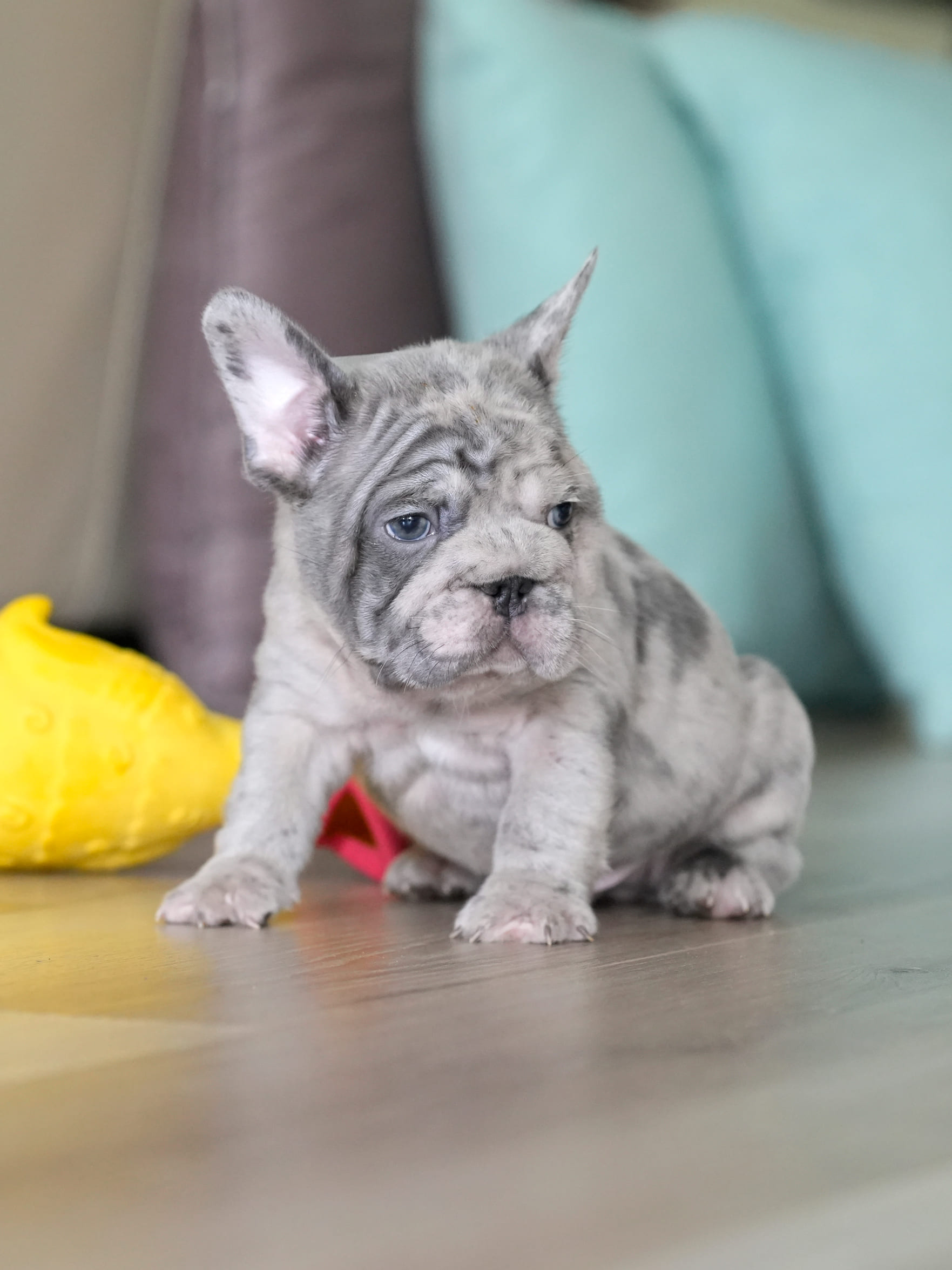 Male Blue Merle French Bulldog Puppy gallery image 7 showing the puppy detail listing